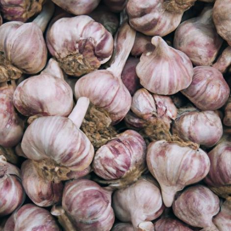 garlic wholesale for tasty cooking Natural high quality wholesale trade red fresh