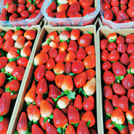 Fresas frescas a la venta fresa / fruta de fresa 2022 Productos Venta al por mayor Fresas frescas Fruta a la venta Calidad Premium Nueva temporada